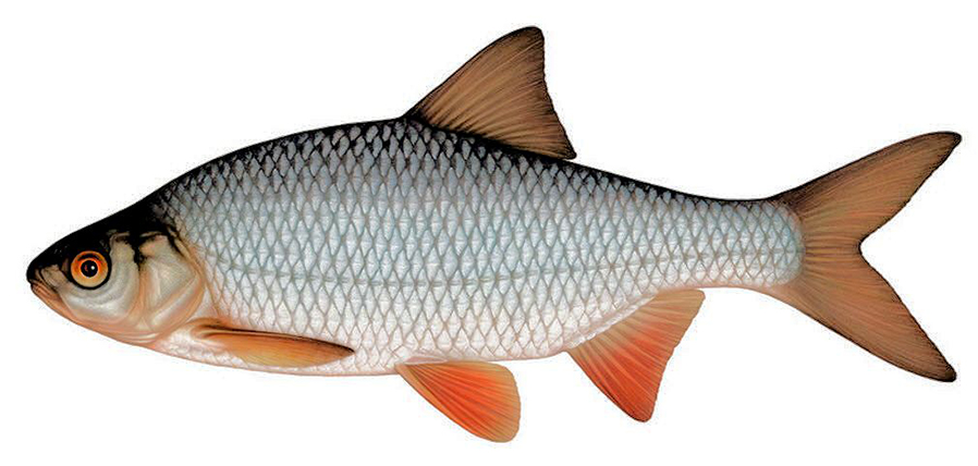 Rutilus rutilus_02.jpg